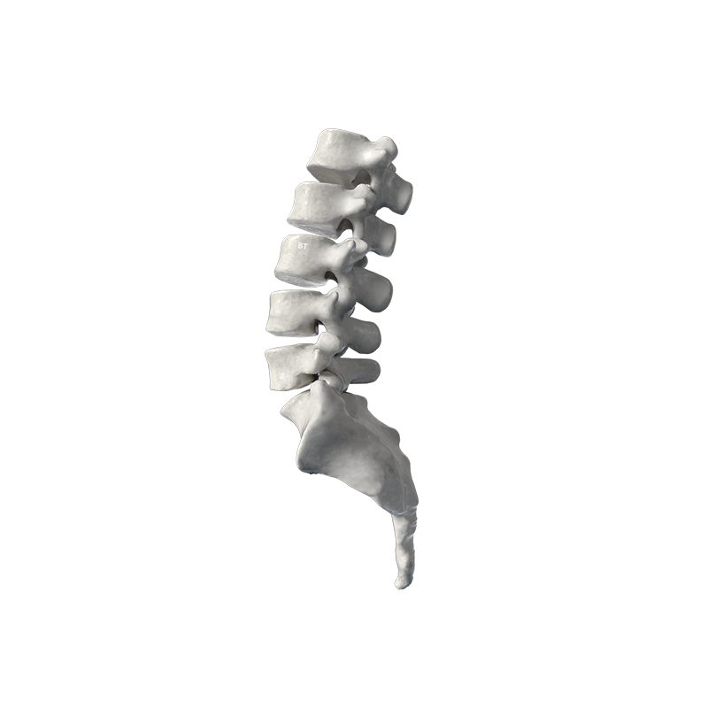 La categoría de columna vertebral